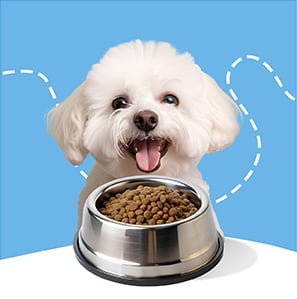 pet feeder bowl